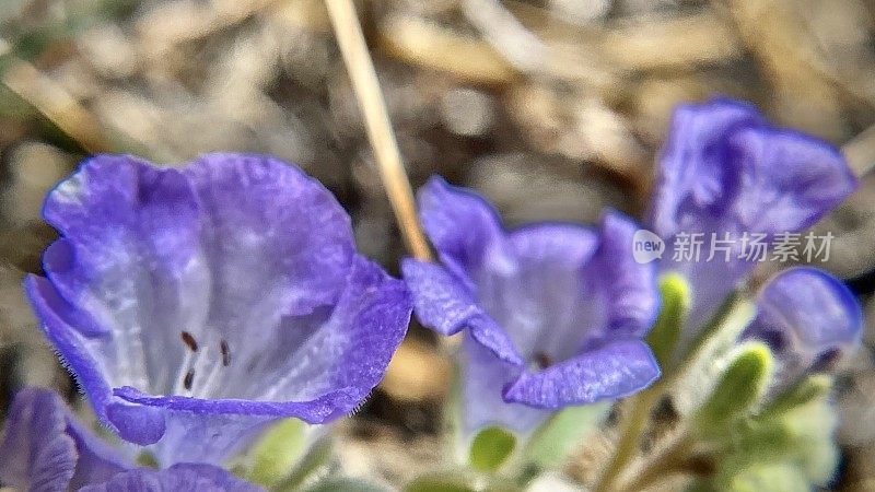 紫罗兰色的加州风信子在阳光下/风信子/加州沙漠蝎子草/沙漠坎特伯雷铃/ phacelia campanularia